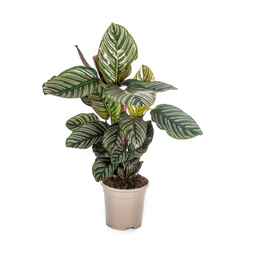 Calathea Ornata Sanderiana Ø17cm - ↕40 (4250308316440)