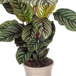 Calathea Ornata Sanderiana Ø17cm - ↕40 (4250308316440)