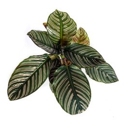 Calathea Ornata Sanderiana Ø17cm - ↕40 (4250308316440)