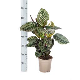 Calathea Ornata Sanderiana Ø17cm - ↕40 (4250308316440)