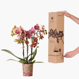 Surprise Diamond - verrassingsbox met 1x Kolibri Diamond orchidee Ø9cm (50952)