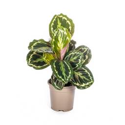 Calathea Medallion Ø17cm - ↕40 (4250308316426)