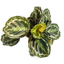 Calathea Medallion Ø17cm - ↕40 (4250308316426)