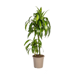 Dracaena Deremensis Hawaiian Sunshine Ø19cm - ↕70 (4250308312800)