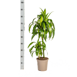 Dracaena Deremensis Hawaiian Sunshine Ø19cm - ↕70 (4250308312800)