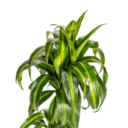 Dracaena Deremensis Hawaiian Sunshine Ø19cm - ↕70 (4250308312800)