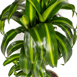 Dracaena Deremensis Hawaiian Sunshine Ø19cm - ↕70 (4250308312800)
