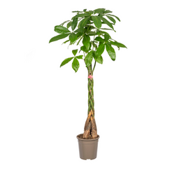 Pachira Aquatica Ø24cm - ↕120 (4250308315269)