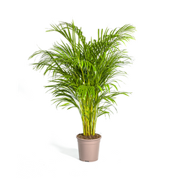 Dypsis Areca Lutescens Ø24cm - ↕120 (4250308315016)