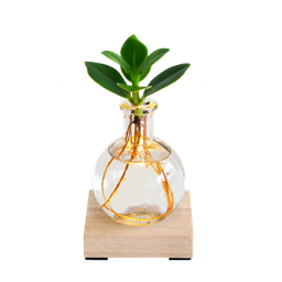 Glowplant - Clusia in vaasje met lampje (8717517852504)