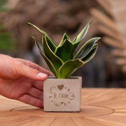 Congreet plantpots + Sansevieria | Je t'aime (8721225131684)