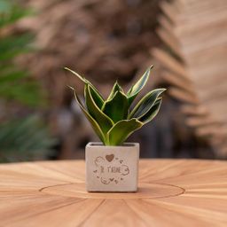 Congreet plantpots + Sansevieria | Je t'aime (8721225131684)