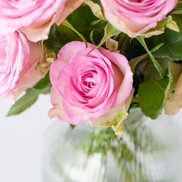Sweet roses - roze rozen in brievenbuspakket (7424929262210)
