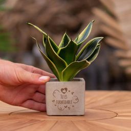 Congreet plantpots + Sansevieria | Tu es formidable (8721225131721)