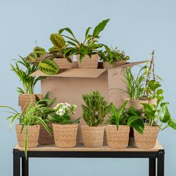 Groene Kneusjesbox (12 stuks) - incl. 12 x mand Sofia (8721042064264)