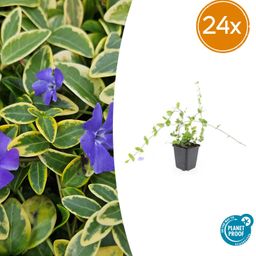 Garden basics 24x Vinca minor 'Blue and Gold' - ↕10-25cm - Ø9cm (50631)