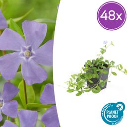 Garden basics 48x Vinca minor 'La Grave' - ↕10-25cm - Ø9cm (50636)