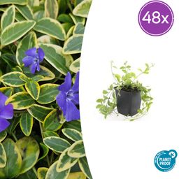 Garden basics 48x Vinca minor 'Aureovariegata' - ↕10-25cm - Ø9cm (50630)