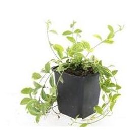 Garden basics 48x Vinca minor 'Aureovariegata' - ↕10-25cm - Ø9cm (50630)