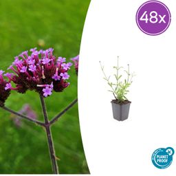 Garden basics 48x Verbena bon. 'Lollipop' - ↕10-25cm - Ø9cm (50605)