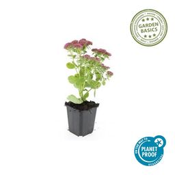 Garden basics 48x Sedum 'Herbstfreude' - ↕10-25cm - Ø9cm (50601)