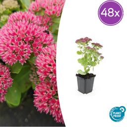 Garden basics 48x Sedum 'Herbstfreude' - ↕10-25cm - Ø9cm (50601)