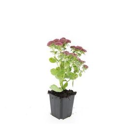 Garden basics 48x Sedum 'Herbstfreude' - ↕10-25cm - Ø9cm (50601)