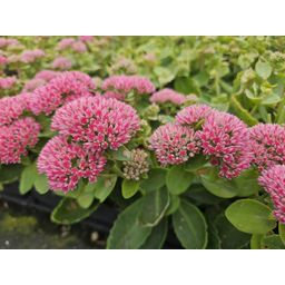 Garden basics 48x Sedum 'Herbstfreude' - ↕10-25cm - Ø9cm (50601)