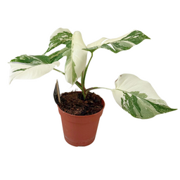 Monstera Deliciosa Variegata Super White (46550)