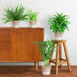 Diervriendelijke plantenset (8721042060099)