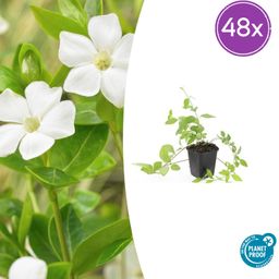 Garden basics 48x Vinca major 'Alba' - ↕10-25cm - Ø9cm (50607)