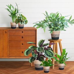 Diervriendelijke plantenset Large (08721042060303)