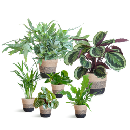 Diervriendelijke plantenset Large (08721042060303)