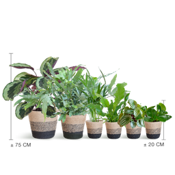 Diervriendelijke plantenset Large (08721042060303)