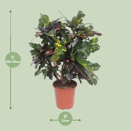 Codiaeum Magnificent (Croton Magnificent) (18238)
