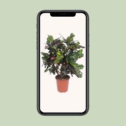 Codiaeum Magnificent (Croton Magnificent) (18238)