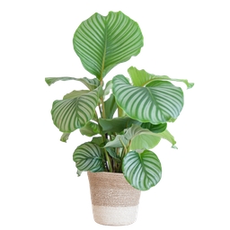 Calathea Orbifolia met Lissabon mand wit (08721042060273)