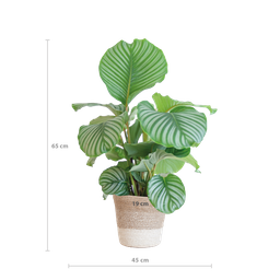 Calathea Orbifolia met Lissabon mand wit (08721042060273)
