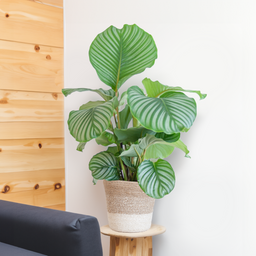 Calathea Orbifolia met Lissabon mand wit (08721042060273)