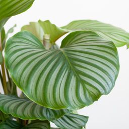 Calathea Orbifolia met Lissabon mand wit (08721042060273)