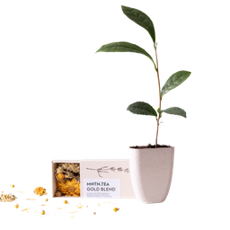 Tea break - Gold Blend thee én theeboom stekje (6096105474499)