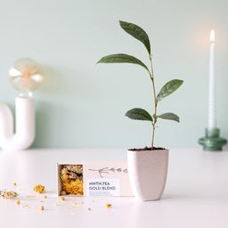 Tea break - Gold Blend thee én theeboom stekje (6096105474499)
