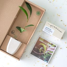 Tea break - Gold Blend thee én theeboom stekje (6096105474499)