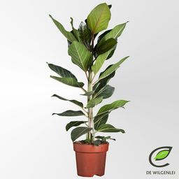 Ficus Benghalensis 'Joy' P21 (49907)