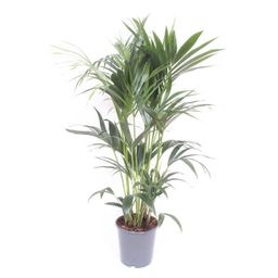 Howea Forsteriana (10207)