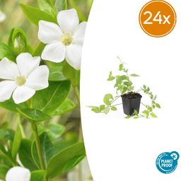 Garden basics 24x Vinca major 'Alba' - ↕10-25cm - Ø9cm (50606)