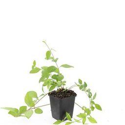 Garden basics 24x Vinca major 'Alba' - ↕10-25cm - Ø9cm (50606)