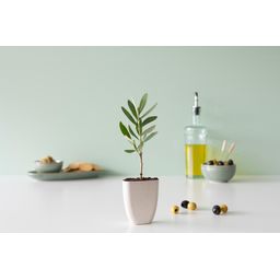 Mini Olijfboom in brievenbusdoosje met info boekje (7423528075092)