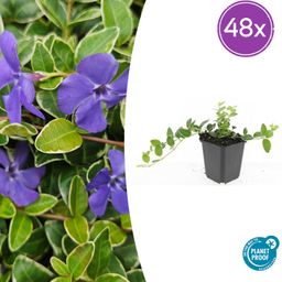 Garden basics 48x Vinca minor 'Ralph Shugert' - ↕10-25cm - Ø9cm (50638)