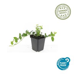 Garden basics 48x Vinca minor 'Ralph Shugert' - ↕10-25cm - Ø9cm (50638)